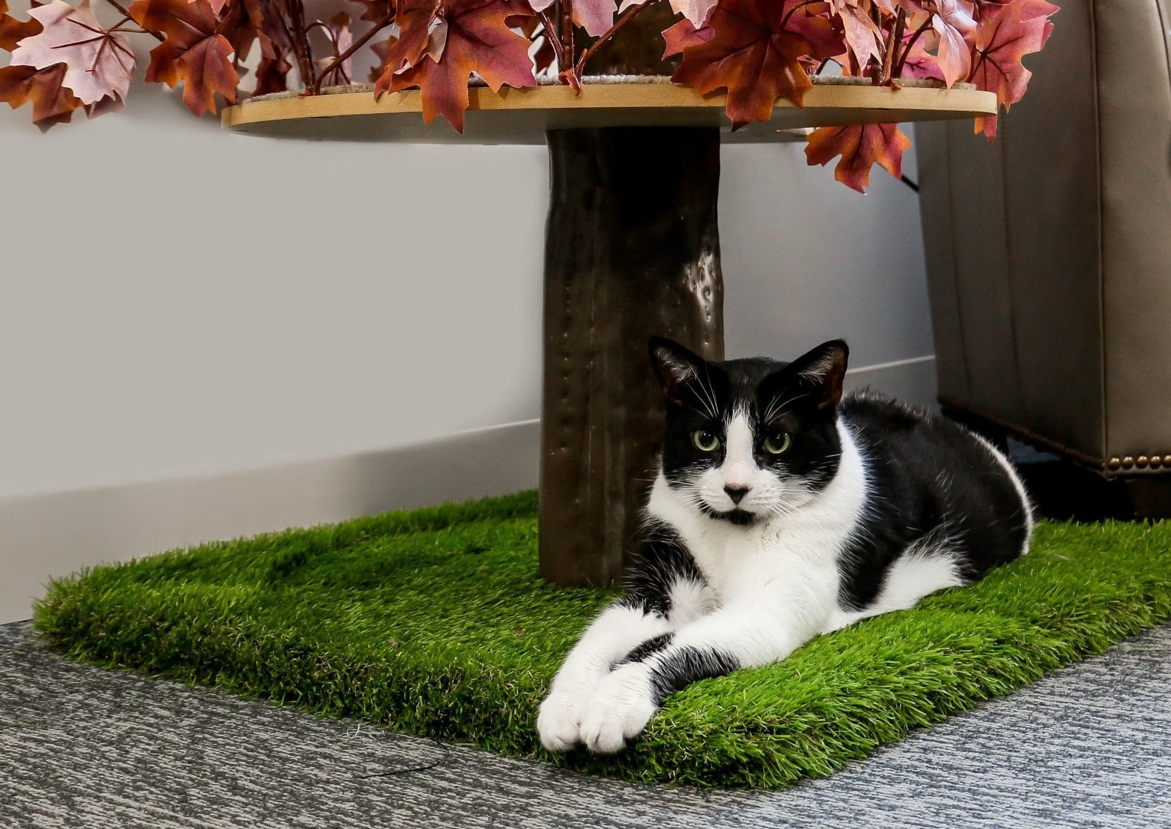 Classic CatHaven™ - Large Three Tier, 5' - Several Colors!