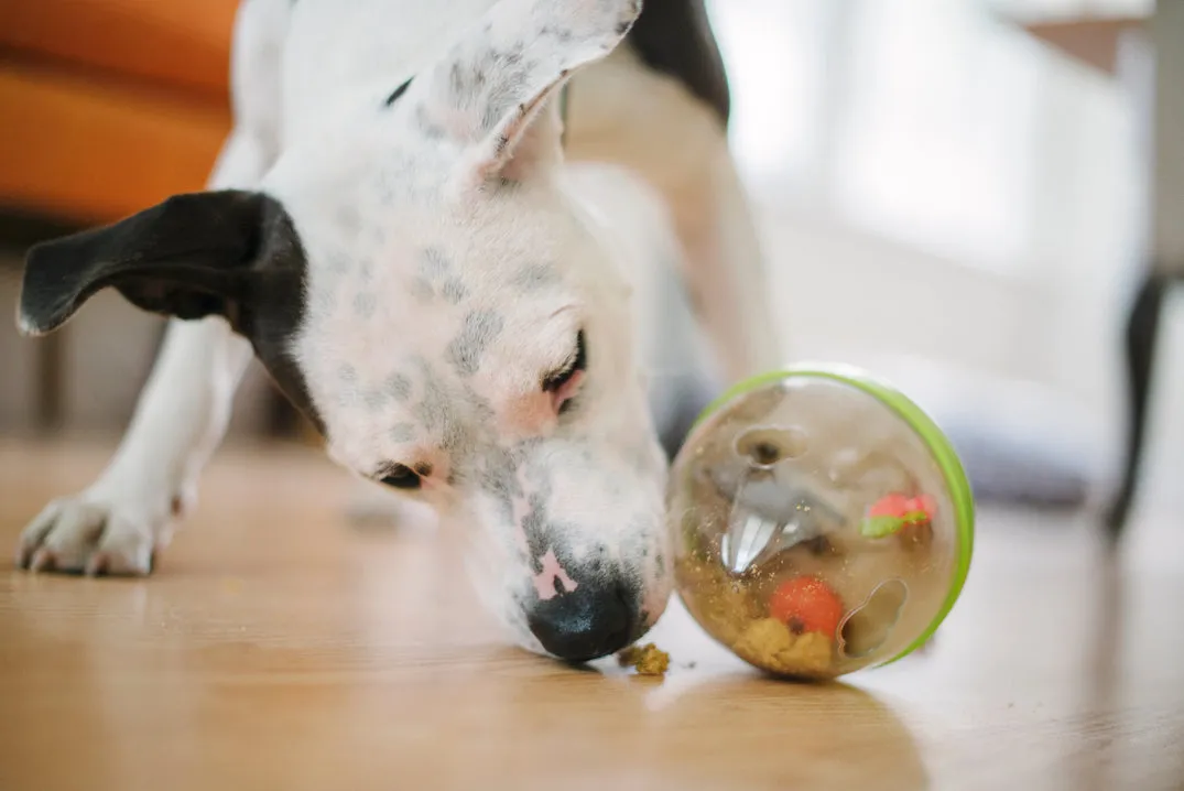 Wobble Ball Enrichment Toy