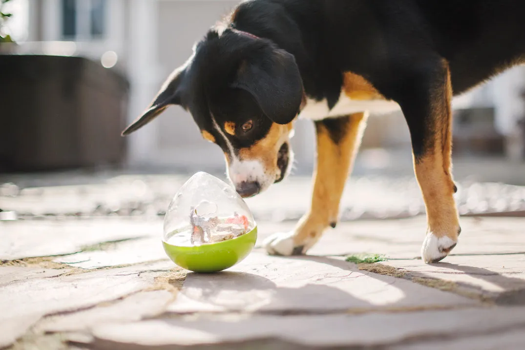 Wobble Ball Enrichment Toy